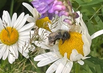 A Bee’s Wisdom – A New Buzz on Diversity, Equity and Inclusion