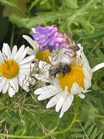 A Bee’s Wisdom – A New Buzz on Diversity, Equity and Inclusion