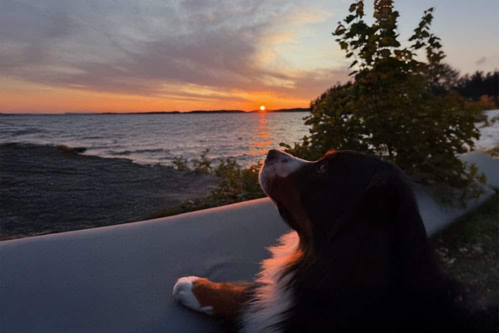 The Dog Days of Summer