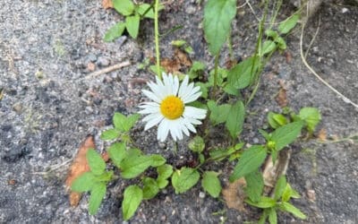 Presenteeism at Work: The Hidden Drain on Productivity and What You Can Do About It